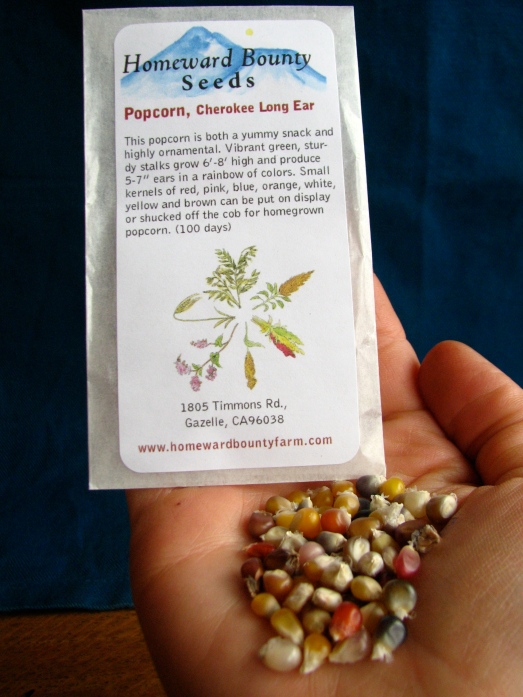 Cherokee Long Ear Popcorn -Homeward Bounty Seeds