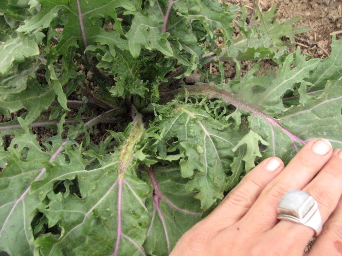 Split stems - A sign of Boron deficiency in Brassica crops. 